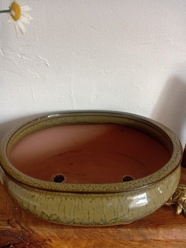 Beautiful bonsai pot - bonsai,