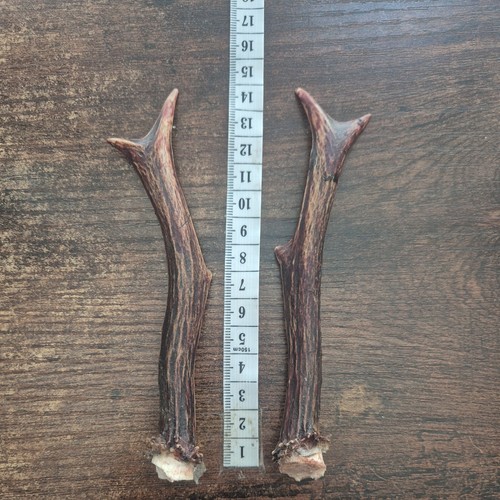 Roe deer antlers - deer, natural