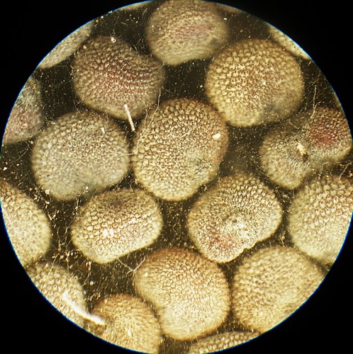 Antique microscope slide - microscope,