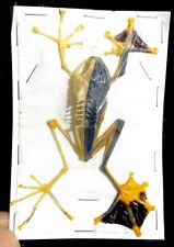 Green Tree Frog Skeleton. A Unique Half Skeleton /half Preserved Specimen