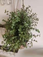 1x Mini Plug Callisia ‘Turtle’ – Trailing Houseplant, Creeping inchplant