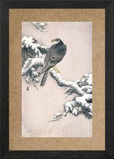 Goshawk snow framed - snow,
