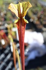 Sarracenia - 🔥🔥 Waccamaw