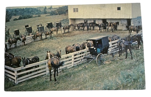 Amish horse buggies at - buggies,