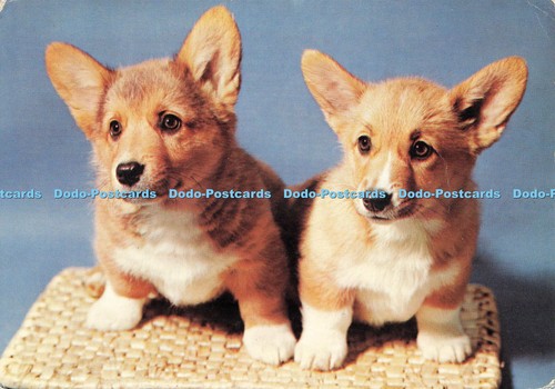 D248256 corgi puppies arthur - d248256, j
