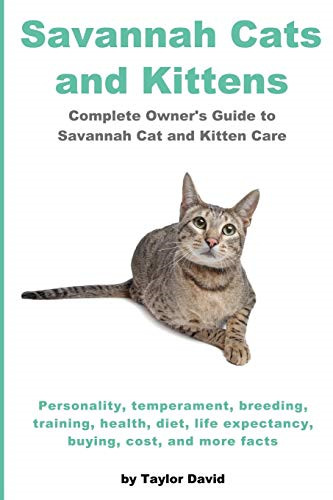 Savannah cats and kittens - cats,