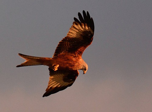 Photo 6x4 evening hunt red - photo,