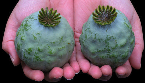 The giant poppy - poppy, 25+