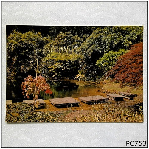 The golden orfe - golden, pool