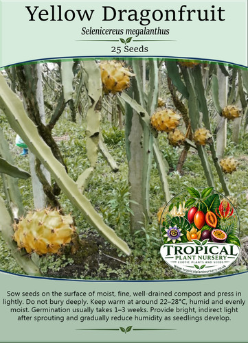 Yellow dragonfruit - yellow,