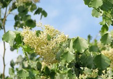 Dalbergia latifolia black - dalbergia,