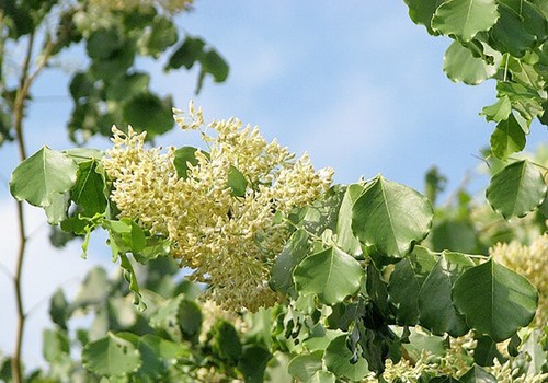 Dalbergia latifolia black - dalbergia, latifolia,