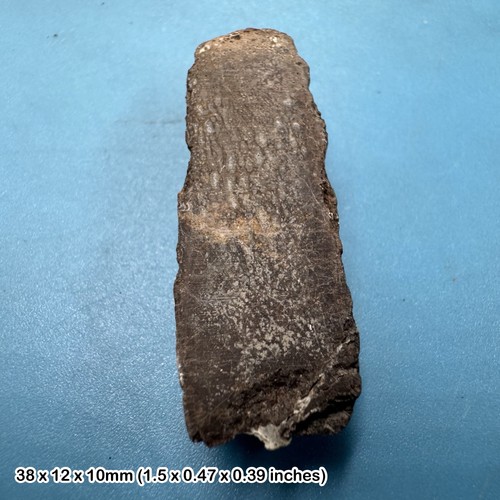 Fossil british dinosaur