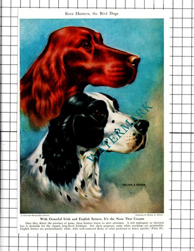 Irish and english setters - irish,