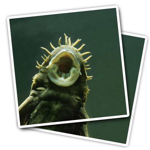 Vinyl stickers bristlenose - vinyl,