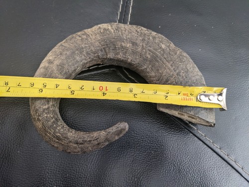 Welsh black rams horn - , for