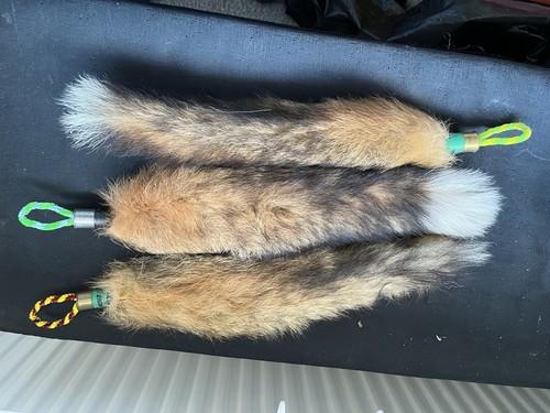 Taxidermy three large fox - three,
