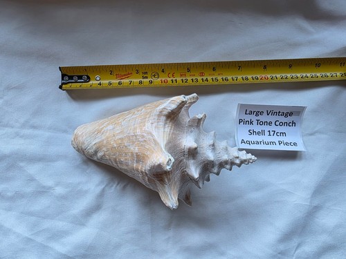 Large vintage pink - pink, conch