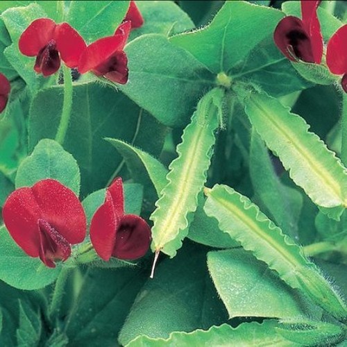 Asparagus pea seeds - seeds,