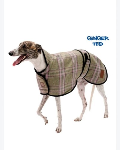 Ginger ted - ginger,