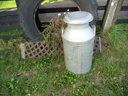 Milk churn aluminium with - milk,
