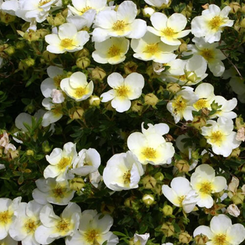 Potentilla limelight - 1, x