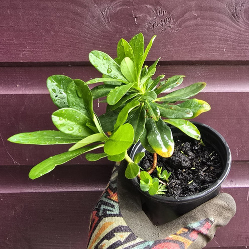 Euphorbia amygdaloides - ,