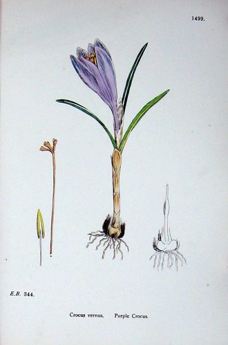Old antique print - old,