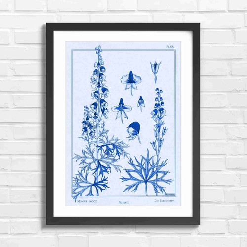 Monks hood botanical floral - monks,