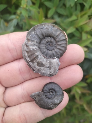 Agassiceras scipionianum - scipionianum, +