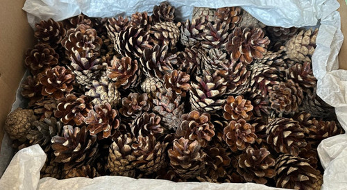 100 natural pine fir - fir, cones