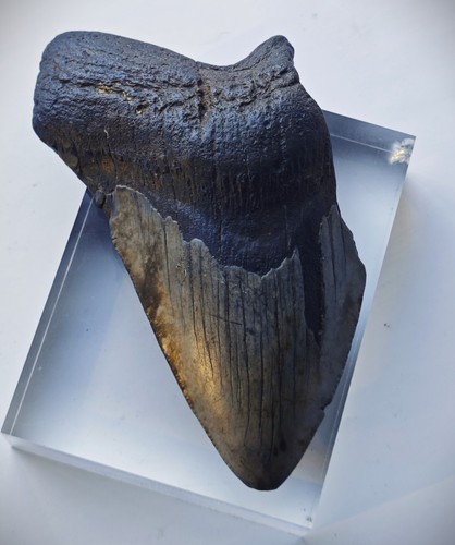 Megalodon shark tooth - shark, fossil