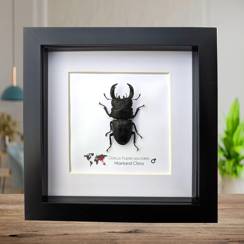 Framed dorcus hopei sanders