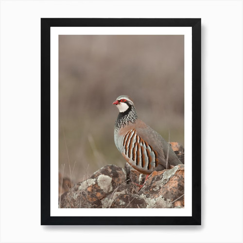 Bobwhite quail art print - bobwhite,
