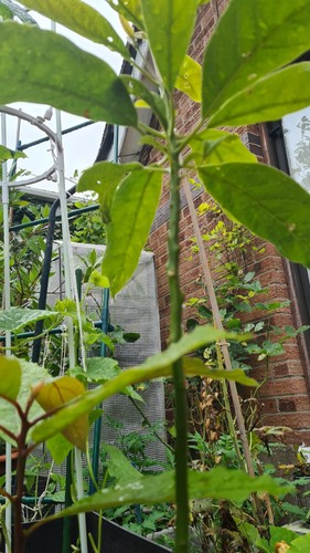Avocado plant for - avocado,