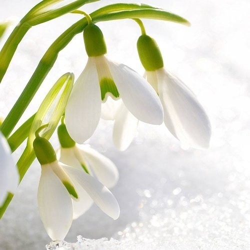 10x snowdrop galanthus - 10x,