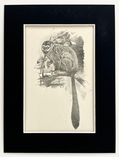 Night monkey mounted - night,