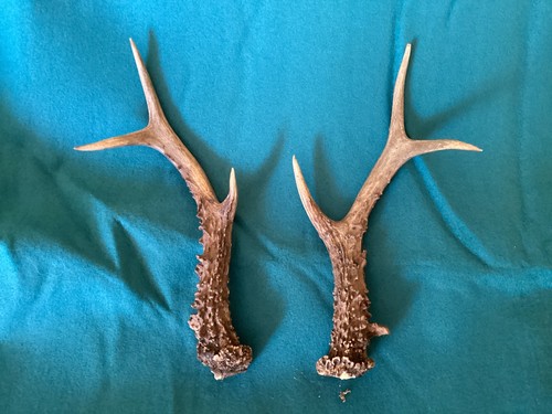 Pair roe deer - pair,