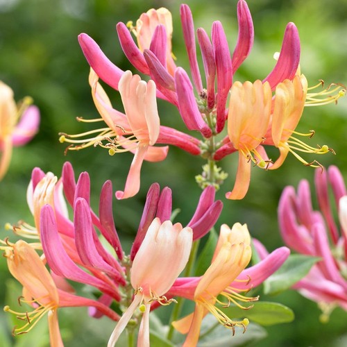 Lonicera honeysuckle american - lonicera,
