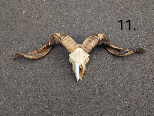 Huge ram skull bones - huge, voodoo