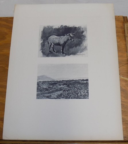 1900 antique animal - 1900,