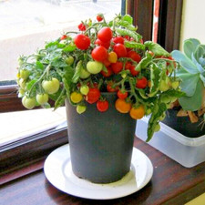 WORLD'S SMALLEST DWARF TOMATO PERFECT FOR POTS 100+ FRUIT PER PLANT 12 SEEDS