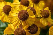 2000 AUTUMN SNEEZEWEED