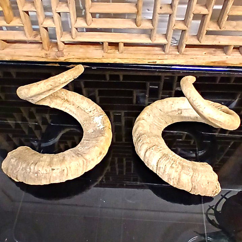 Pair curved animal horns - pair, of