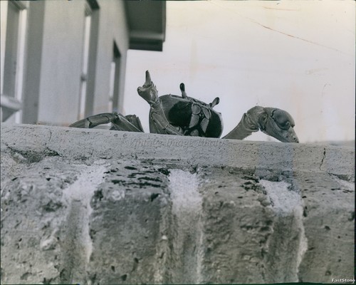 1960 urban crab brick wall - 1960,