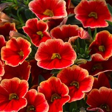 Calibrachoa plug plants blood
