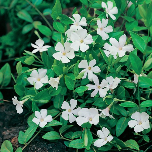 Vinca minor colada white - vinca,