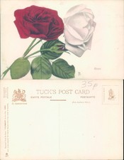 Roses Tuck Sons Flowers
