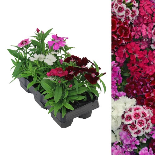 Dianthus carnation festival - dianthus,
