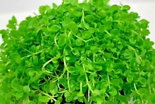 Hemianthus Callitrichoides Portion Live Aquarium Plant Carpeting Baby Tears 